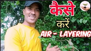 ऐसे बनाएं 1 नींबू के पेड़ से हजारों पौधे||How to do Air layering #airlayering #grafting #gardening