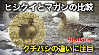 マガンとヒシクイの比較動画