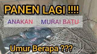 Penting!!! Cara Panen Anakan Murai Batu