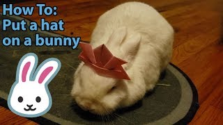 How To Put A Hat On Your Bunny