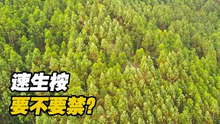 实拍广西玉林寒山水库，几乎干旱见底，禁止种桉树能改善环境吗？【可以的小可】