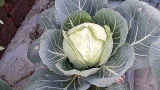 growing of cabbage in p/b bag