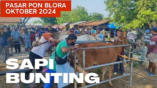 HARGA SAPI BUNTING PASAR PON BLORA