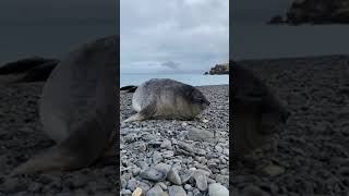 КАК ЧИХАЕТ МОРСКОЙ КОТИК? HOW DOES A SEAL SNEEZE?