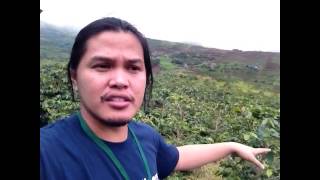 Coffee Farm at Mt. Apo