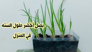 زراعة البصل في المنزل بطريقة جديدة طول السنه Onion planting/new method at home