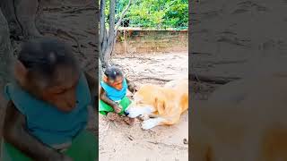 Monkeys and dogs ស្វា និងឆ្កែ #shorts #monkeylove #monkeyvideo #monkeydluffy