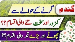 بڑے قد والی گندم بمقابلہ چھوٹے قد والی گندم #farming#  . . . . .#wheat#cropreformer   . .