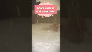 First snow for these two crazy dogs #pets #dog #goldendoodle #funny