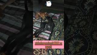 हांडी और ब्रश को लगी khat पर खुजली !! #shorts#trending #youtubeshorts#funny#shortvideo#shortsvideo🐕🌭