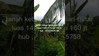 Tanah kebun Gandusari Blitar 1400 m #shorts #blitar #jualtanah #gandusari