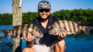 How to Catch BIG Tampa Bay Sheesphead From a DOCK!