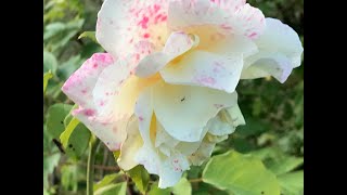 Rosier buisson Elina Fragrance légère et pétales mouchetés rouge clair