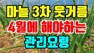 3월에 마늘3차 웃거름 주는시기와 병충해 예방 시기