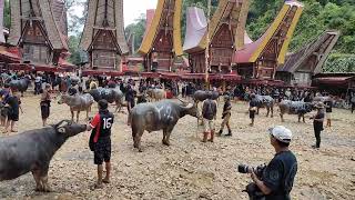 Mengapa Orang Toraja Mengkurban Kerbau Paling Banya di Pesta Kematian..