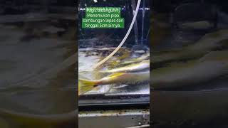 oh no.. pipa pompa aquarium lepas dan sampai air hampir habis #aquarium #ikan