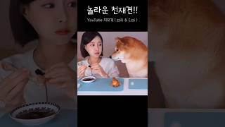 [짧개] 어려운 말을 알아듣는 천재견 이치 #shorts