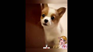 Cute Corgi Puppy 🐶