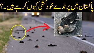 Pakistan Main Parindy Kiyon Khudkashi Karhy han..? | Birds are Commuting Suicide in Pakistan..!