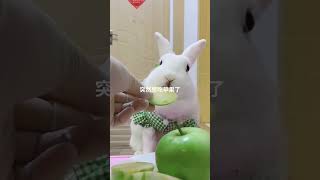 cute rabbit eating apple