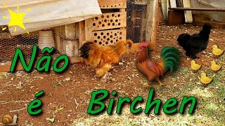 existe Birchen na linhagem das Sedosas ? - Pets Na Net