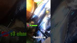 PANCING TONDA TONDA IKAN TONGKOL|FISHING@f3channel.537