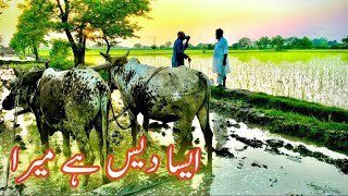 Punjab Culture | Pakistan Village Life | old village life in punjab  4k