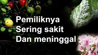 Disukai Ular Dan Kutu, Tanaman Yang Tidak Baik Ditanam Didepan Rumah, Pembawa Rezeki Pembawa Petaka