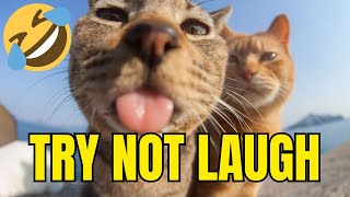 Can't Stop Laughing! Funny Cat Videos!