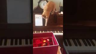 The most talented pianist cat ever!