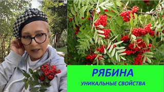 РЯБИНА, уникальные свойства № 159