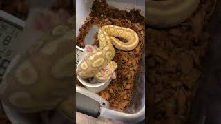 Ball python live feeding