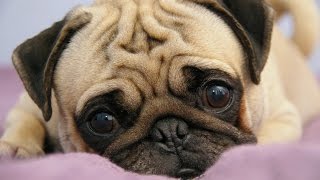 Top 10 Most Adorable Dog Breeds In The World