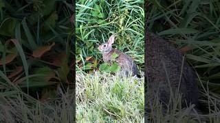 Found a bunny friend on my walk ♡ #therianthropy #therian #bunnytherian #therianpride #rabbittherian