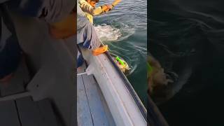 tuna fish catching 🐟🐟#shorts #ytshorts #tuna #fishing