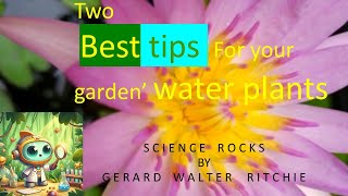 BEST TIPS for garden water plants #waterlilycare  #mosquitocontrol  larvae in your  garden