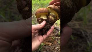 Mushroom ASMR: Butter Boletes (Butyriboletus primiregius) Tapping & Cleaning, Jamur mentega