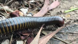 Black millipede running find for Food