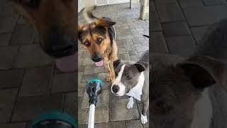 🐶 Cute & Funny Dog Prank 🐕