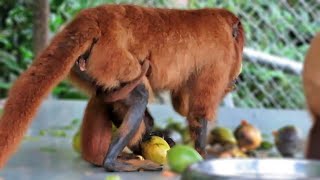 Baby Howler Monkey holding on while rescued mom eats some fruit!