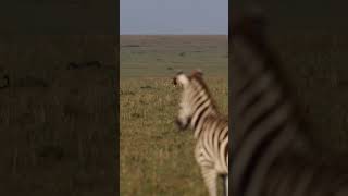 Lions and Zebras together #safari #shortvideo #youtubeshorts #wildlife #lion #lionking