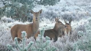 Most Beautiful Deer