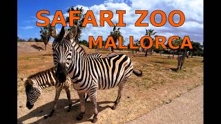 THE BEST ZOO SAFARI IN MALLORCA: EXPLORE WILDLIFE UP CLOSE!