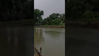 Whispers of the Storm: Rain-soaked Tales from the Village #ASMR #arainingday #village #viral #rain