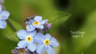 Lumix DMC-FZ2000 / FZ2500 / FZH1 / Opteka 10x Achromat / Tanzfliege / Dagger Fly / Macro 4K