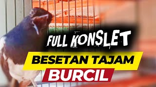 KACER ISIAN BESETAN BURCIL