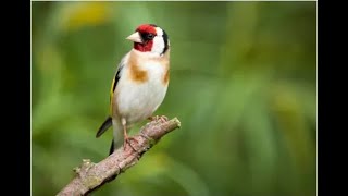 Forest Birdsong Nature Sounds-Relaxing Bird Sounds for Sleeping-Calming Birds Chirping Ambience