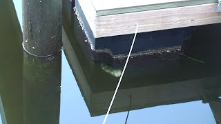 How To Catch A Big Sheepshead Easily With Dock Snails - Watch The Fish!