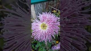 Chrysanthemum Flower #shorts #youtubeshorts #shortsvideo#winterfloweringplant