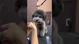 CUTE BICHON FRISE'S MUSHROOM STYLE AND FACE GROOMING #pets #dog #cute #groomingguide